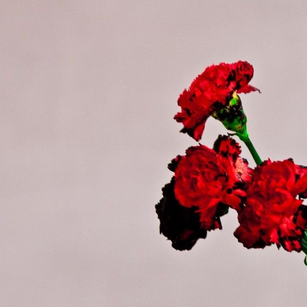 John Legend : Love in the Future (Album Cover) photo John-Legend-Love-In-The-Future-600x600.jpg