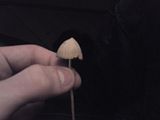 Billede