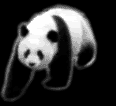 w82a48.gif panda image by dulcemarquez