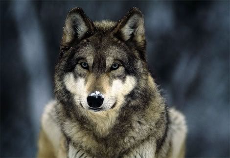 grey-wolf-snow.jpg