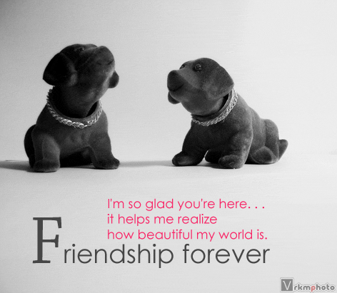 Friendship dogs friendship forever orkut scrap (two dogs)