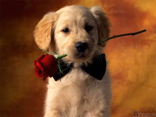 flowers pictures roses for orkut. flower orkut scraps(dog with