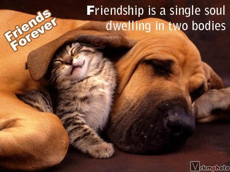 friends forever quotes pictures. cute friends forever quotes.