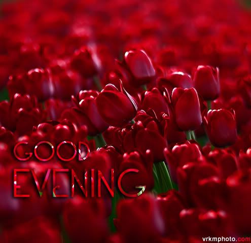 Beautiful Flowers on Good Evening Flowers Good Evening Orkut Scrap  Beautiful Flowers