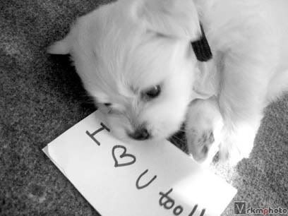 puppy love i love you too (cute puppy)