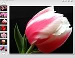 orkut slideshow slideshow scraps Welcome to vrkmphoto