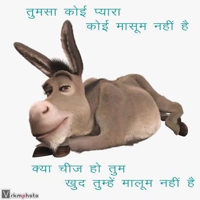 donkey pics funny