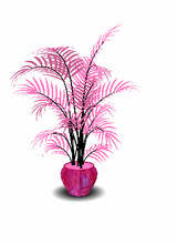 pink plant again