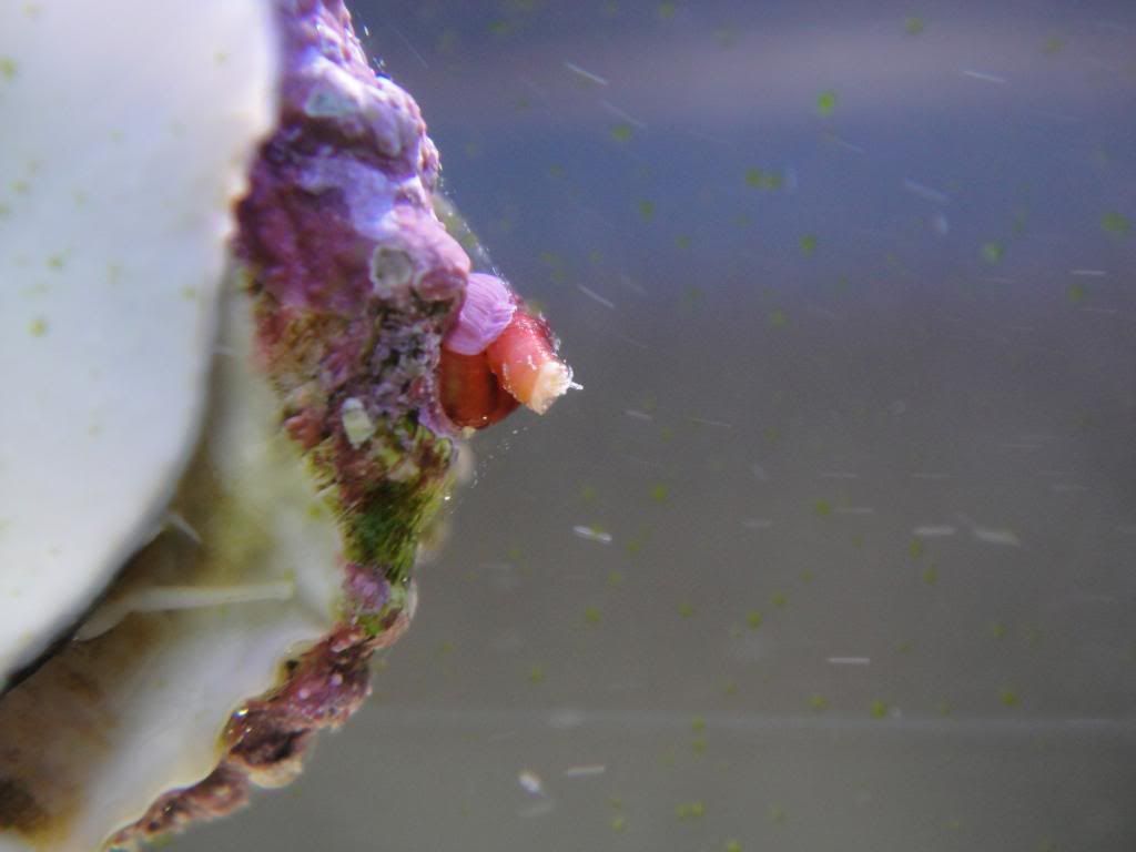 What Eats Vermetid Snails