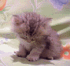 sleepy.gif