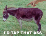 thass-22.gif