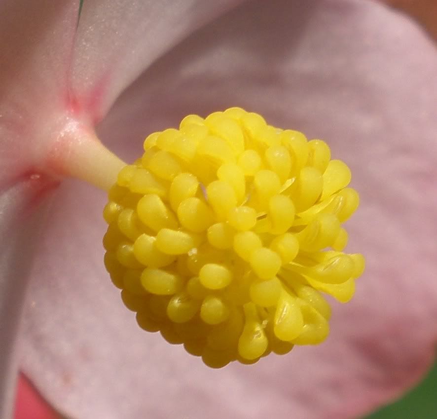 Begonia Evansii