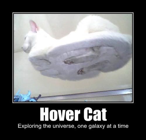 hover cat photo: hover cat 42.jpg
